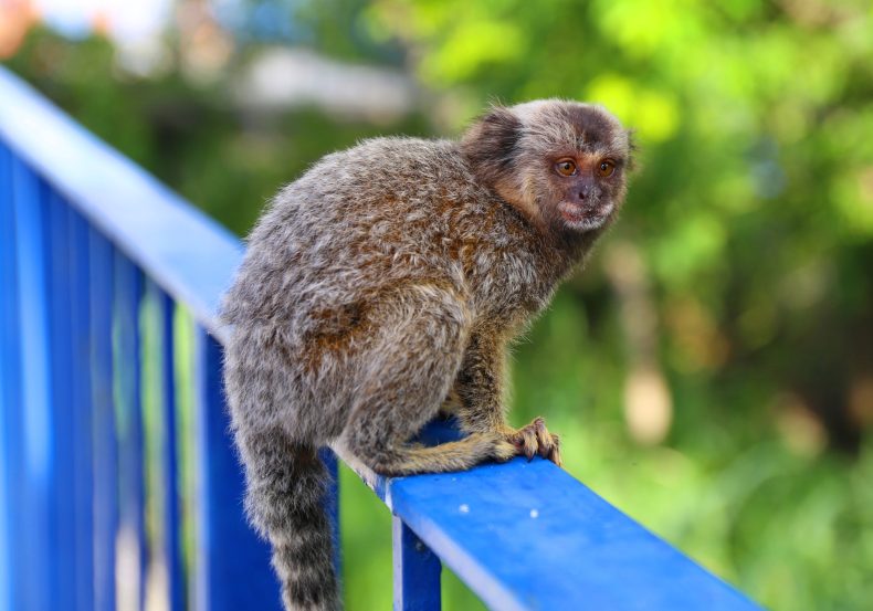 Não ofereça comida a animais silvestres. Foto: Getty Images.