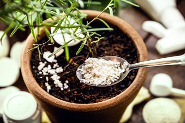 Vitamina para as plantas: algumas soluções caseiras podem dar força para o seu jardim. Foto: Getty Images.