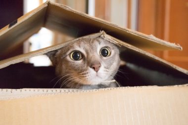 Brinquedos para pets: garrafas plásticas e caixas de papelão podem divertir os bichanos. Foto: Getty Images.