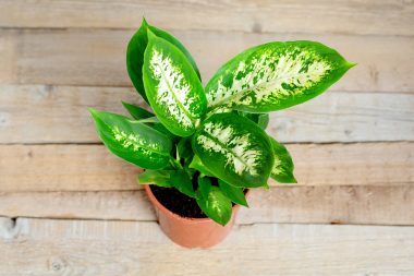 Plantas tóxicas: algumas espécies podem ser muito perigosas quando ingeridas. Foto: Getty Images.