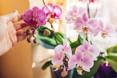 As orquídeas representam 10% das plantas com flores no planeta, com mais de 50 mil espécies no globo. Foto: Getty Images.