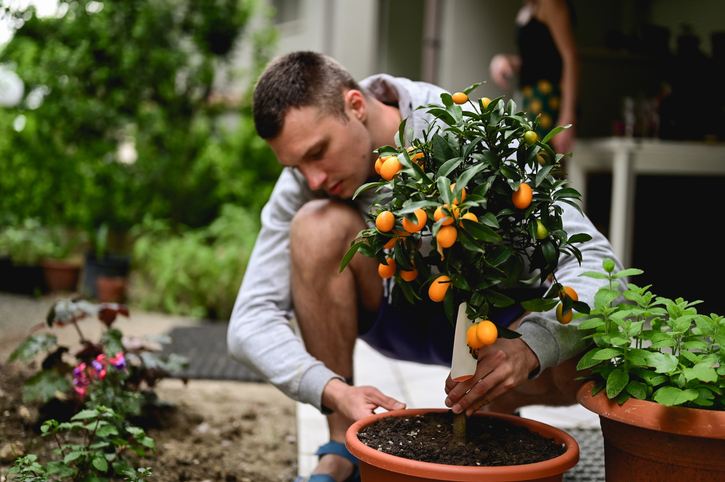 O principal cuidado para quem quer começar a plantar um pomar em casa é avaliar e preparar o solo para receber as mudas. Foto: Getty Images.