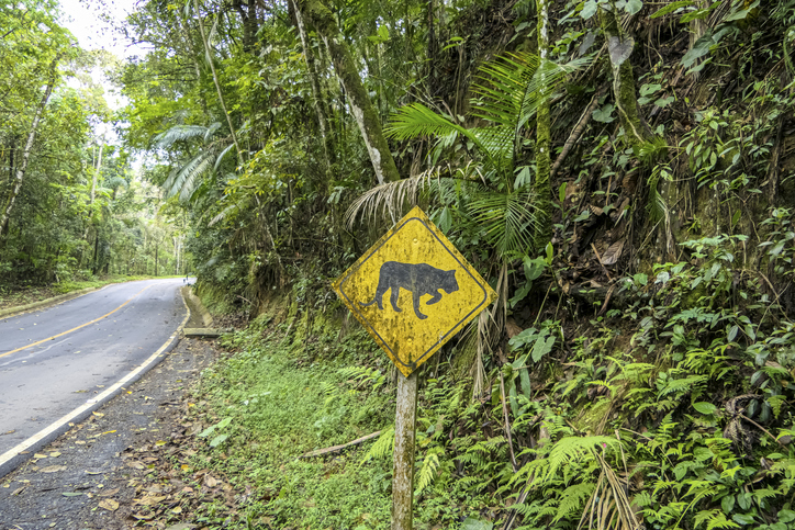 Ferramenta apoiada em inteligência artificial identifica e notifica a presença de animais nas estradas. Foto: Getty Images.