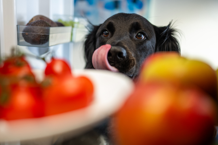 O chocolate contém teobromina, que é muito tóxico para os cachorros. Foto: Getty Images.