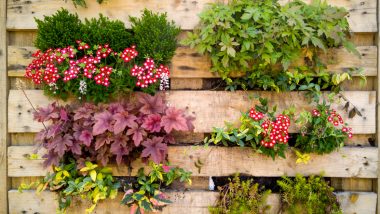 Fixe uma manta de bidim na parte de trás e nas laterais do pallet para criar um jardim vertical. Foto: Getty Images.