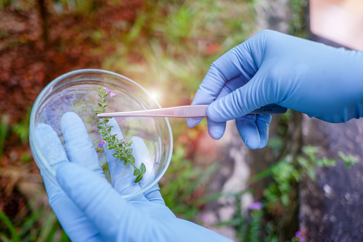 Pesquisadores mapearam o DNA de 9,5 mil espécies angiospermas. Foto: Getty Images.