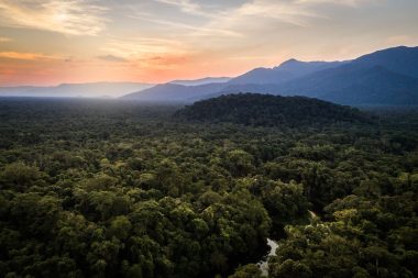 Um total de 13 espécies que ocorrem apenas na Mata Atlântica e em nenhum outro lugar do mundo foram classificadas como possivelmente extintas. Foto: Getty Images.