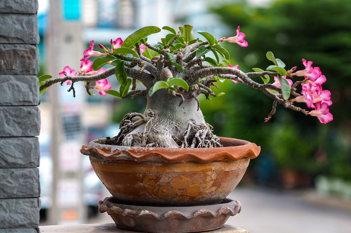 O solo para o plantio da rosa do deserto deve ser bem drenado. Foto: Getty Images.