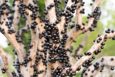 A jabuticaba é comum no Brasil, encontrada facilmente nas feiras no período de colheita. Foto: Getty Images.