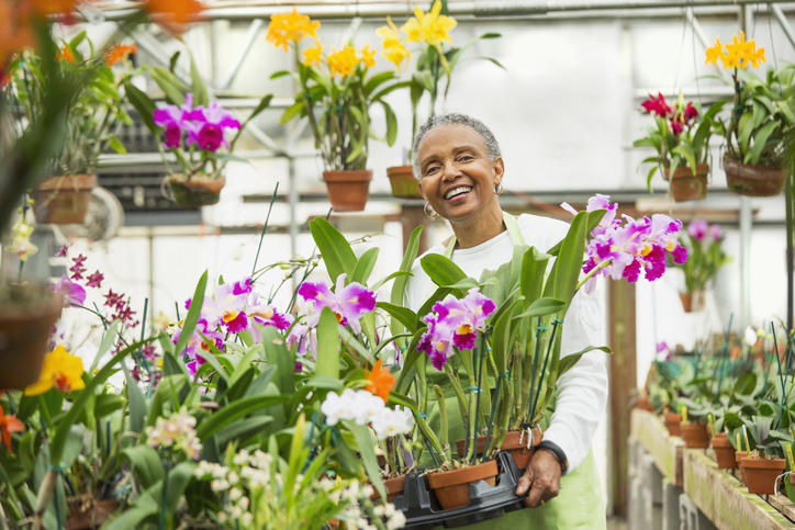 Flores delicadas das orquídeas chamam a atenção pela diversidade de cores e capacidade de adaptação. Foto: Getty Images.