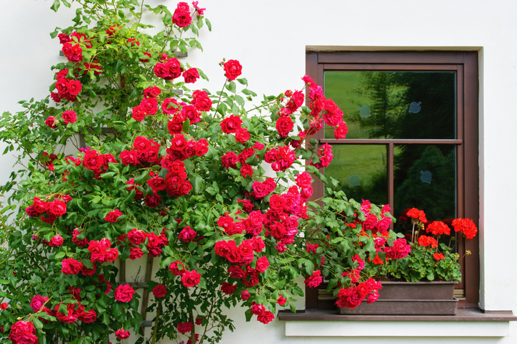 A rosa é bela em qualquer tamanho e em qualquer ambiente. Foto: Getty Images.