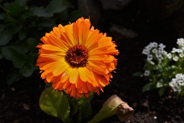 É preciso conhecer as preferências de cada planta para sempre ter flores em casa. Foto: Getty Images.