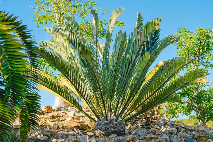 Encephalartos woodii é uma das plantas mais raras do mundo. Foto: Getty Images.