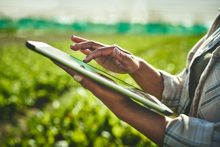 Sensor utiliza inteligência artificial (IA) para medir o estresse hídrico das plantas. Foto: Getty Images.