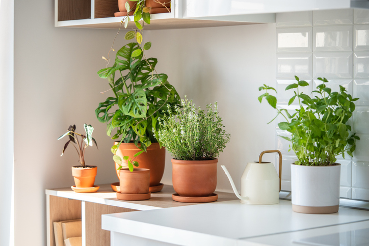 Na cozinha, opte por espécies que se adaptam bem a ambientes internos e que não precisam de muito espaço. Foto: Getty Images.