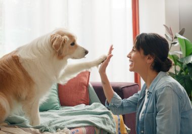 O cachorro frequentemente responde às emoções humanas, o que fortalece o vínculo emocional. Foto: Getty Images.