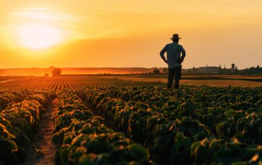 O cultivo de algumas espécies fundamentais para a segurança alimentar está em risco. Foto: Getty Images.