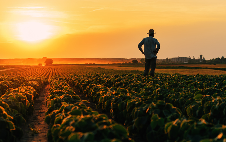 O cultivo de algumas espécies fundamentais para a segurança alimentar está em risco. Foto: Getty Images.