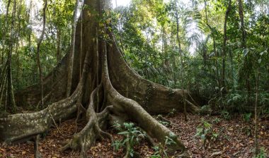 As florestas tropicais desempenham um papel essencial na regulação do clima global ao armazenar grandes quantidades de carbono. Foto: Getty Images.