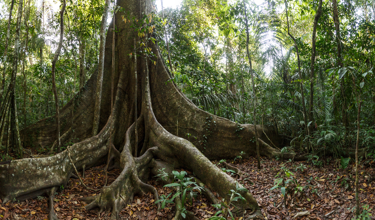 As florestas tropicais desempenham um papel essencial na regulação do clima global ao armazenar grandes quantidades de carbono. Foto: Getty Images.