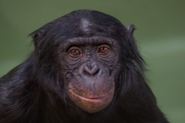 Além do uso de ferramentas, os macacos exibem comportamentos sociais complexos. Foto: Getty Images.