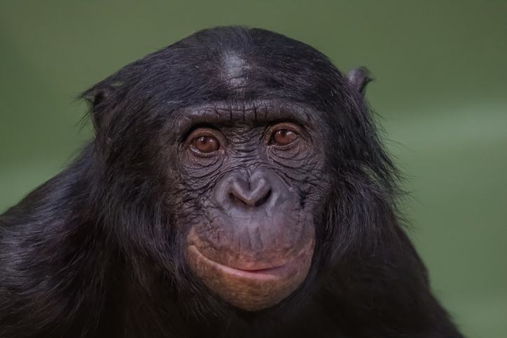 Além do uso de ferramentas, os macacos exibem comportamentos sociais complexos. Foto: Getty Images.