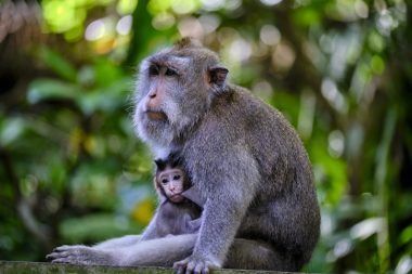 Cultura animal só passou a ser documentada recentemente. Foto: Getty Images.